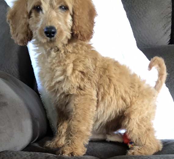 doodle dandy goldendoodles