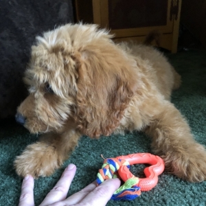 doodle dandy goldendoodles