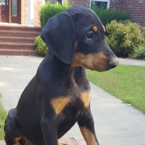 doberman akc