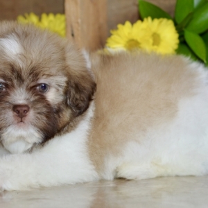 marks akc shih tzu