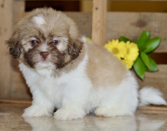 marks akc shih tzu