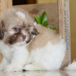 marks akc shih tzu