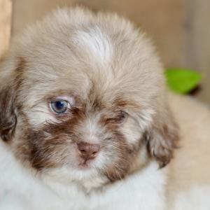 marks akc shih tzu
