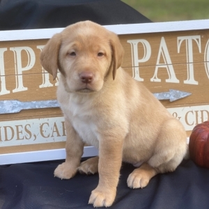 pat labrador puppies