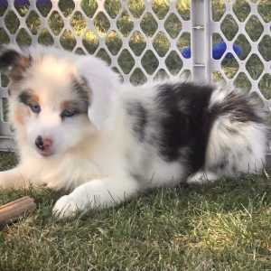 auggie puppies for sale near me