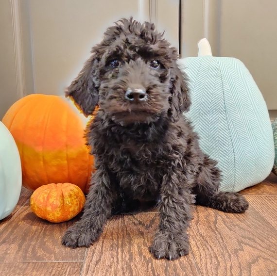 labradoodle slippers