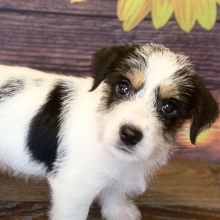 jack russell puppies