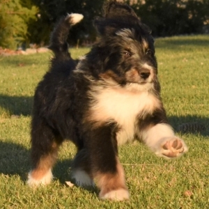 Bernedoodle Puppy Harvey