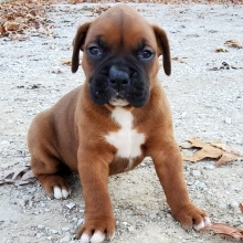 cute boxer puppies for sale