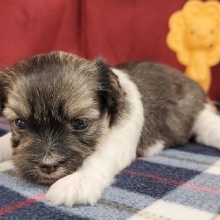 havanese puppies kijiji