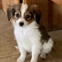 papillon puppies for sale trading post