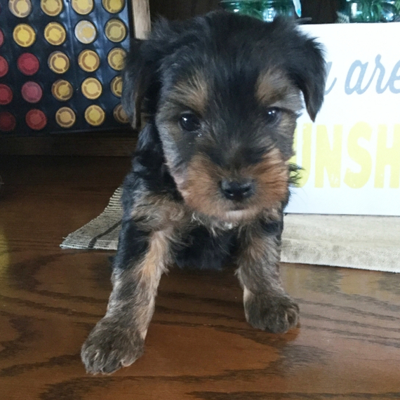 cockapoo puppies yorkshire