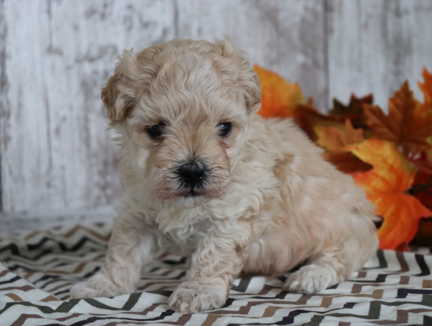 monty and me puppy food