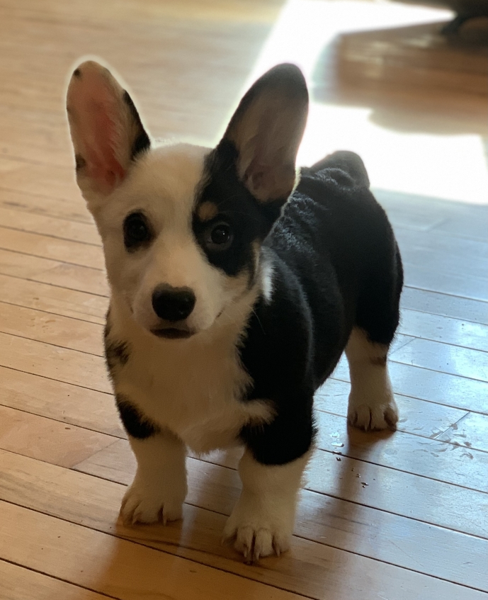 Cupid A Black Tan Male Pembroke Welsh Corgi Puppy 663918 Puppyspot
