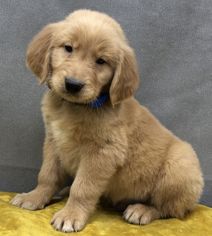 Reese A Golden Male Golden Retriever Puppy 666328 Puppyspot