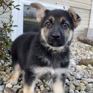 German Shepherd Dog Puppy Sarah