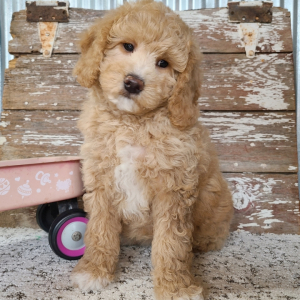 Bichonpoo Puppy Ali