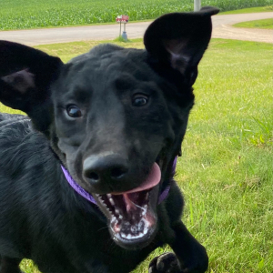 Labrador Retriever Puppy Salma