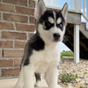 Siberian Husky Puppy Darla