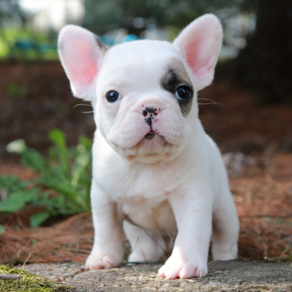 Milt A White Male French Bulldog Puppy Puppyspot