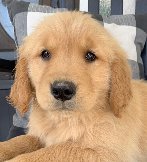 Dallas Golden Retriever Puppy 675158 PuppySpot