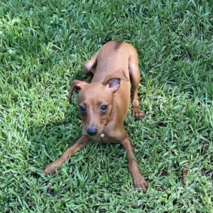 Miniature Pinscher Puppy Champ