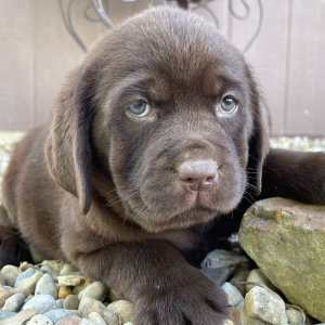 Labrador Retriever Puppy Trixie