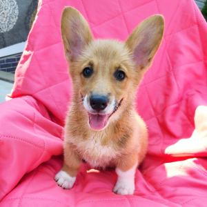 Pembroke Welsh Corgi Puppy Renee