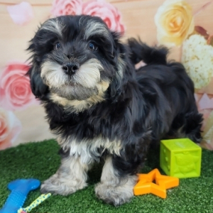 Havanese Puppy Lance