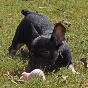 French Bulldog Puppy Malone