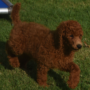 Poodle Puppy Natasha