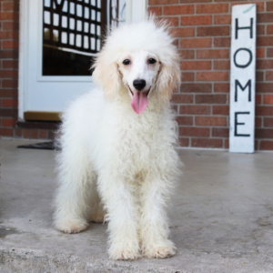 Poodle Puppy Marshall