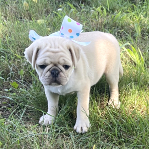 Pug Puppy Crystal