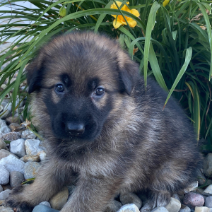 German Shepherd Dog Puppy Aleah
