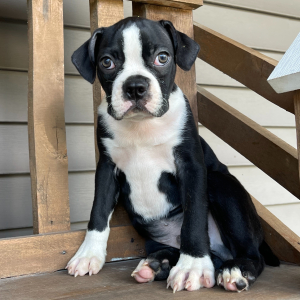 Boston Terrier Puppy Calvin