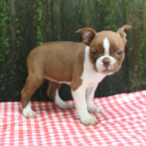 Boston Terrier Puppy Lina