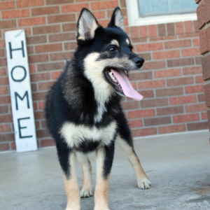 Pomsky Puppy Avery