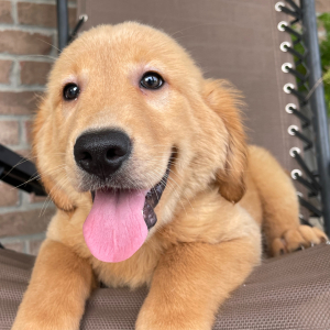 Golden Retriever Puppy Cathy