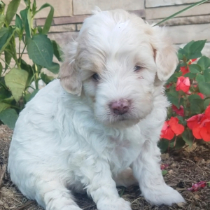 Goldendoodle Puppy Teddy