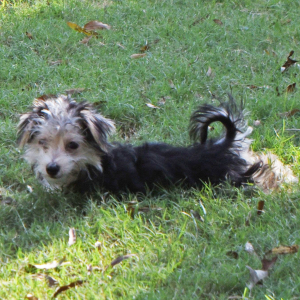 Morkie Puppy Randy