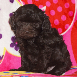 Labradoodle Puppy Tiffany