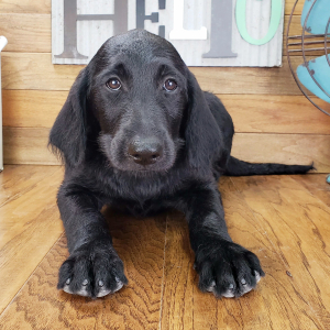Labradoodle Puppy Trudy