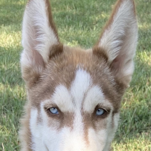 Siberian Husky Puppy Luca