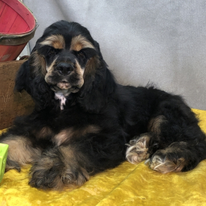 Cocker Spaniel Puppy Justin