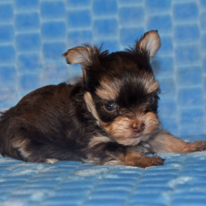 Yorkshire Terrier Puppy Erica