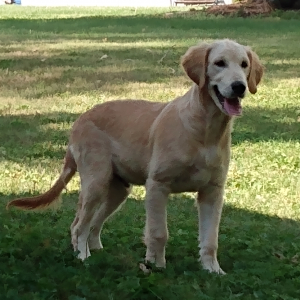 Goldendoodle Puppy Cameron