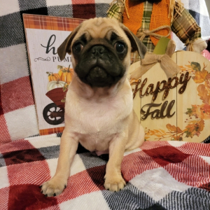 Pug Puppy Dewey