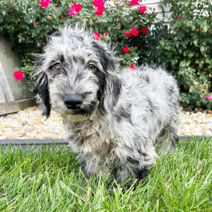 Goldendoodle Puppy Roger