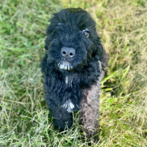 Springerdoodle Puppy Capri