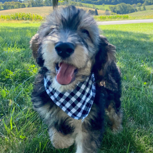 Springerdoodle Puppy Cain
